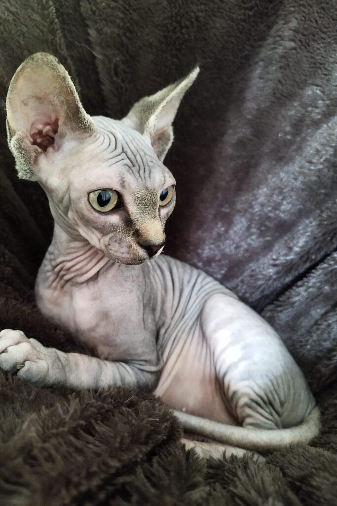 Un chaton sphynx tigré avec de grandes oreilles est allongé sur une couverture sombre, regarde fixement sur le côté.