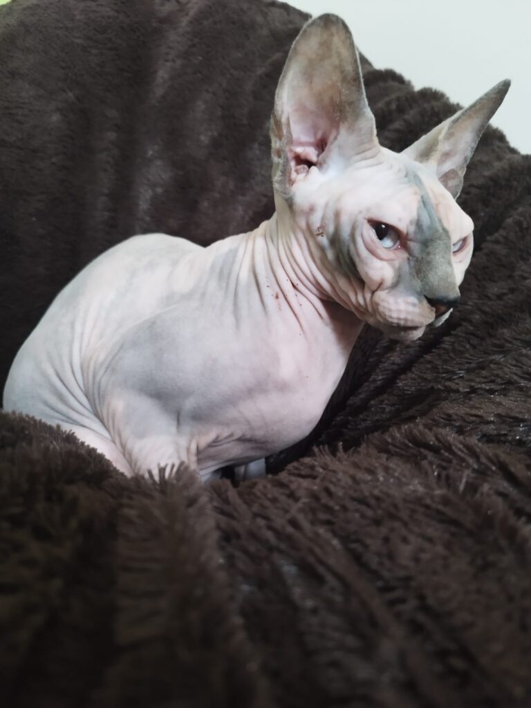 Un chat sphynx gris et blanc assis de profil sur une couverture foncée regarde fixement devant lui.