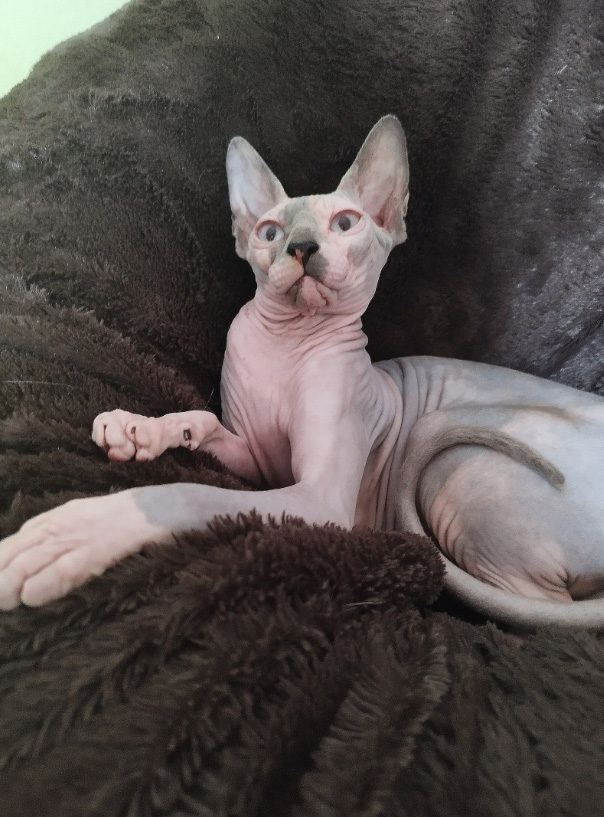 Un chat sphynx gris et blanc allongé sur une couverture foncée regarde fixement en l'air devant lui.