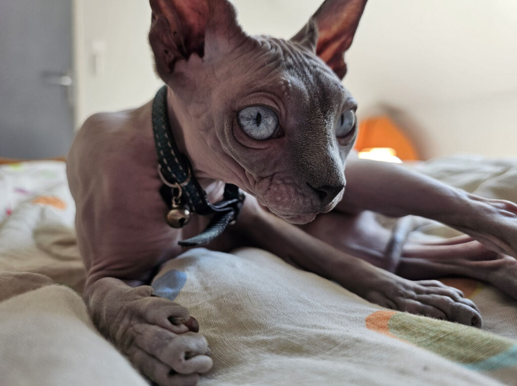 Un chat sphynx aux yeux bleu est allongé sur une couverture claire et regarde fixement devant lui.