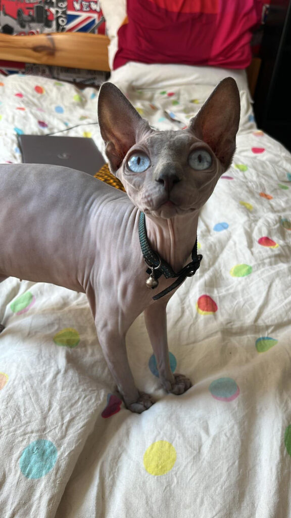 Chat sphynx blanc aux yeux bleus portant un collier avec une clochette, debout sur un lit et regardant en l'air