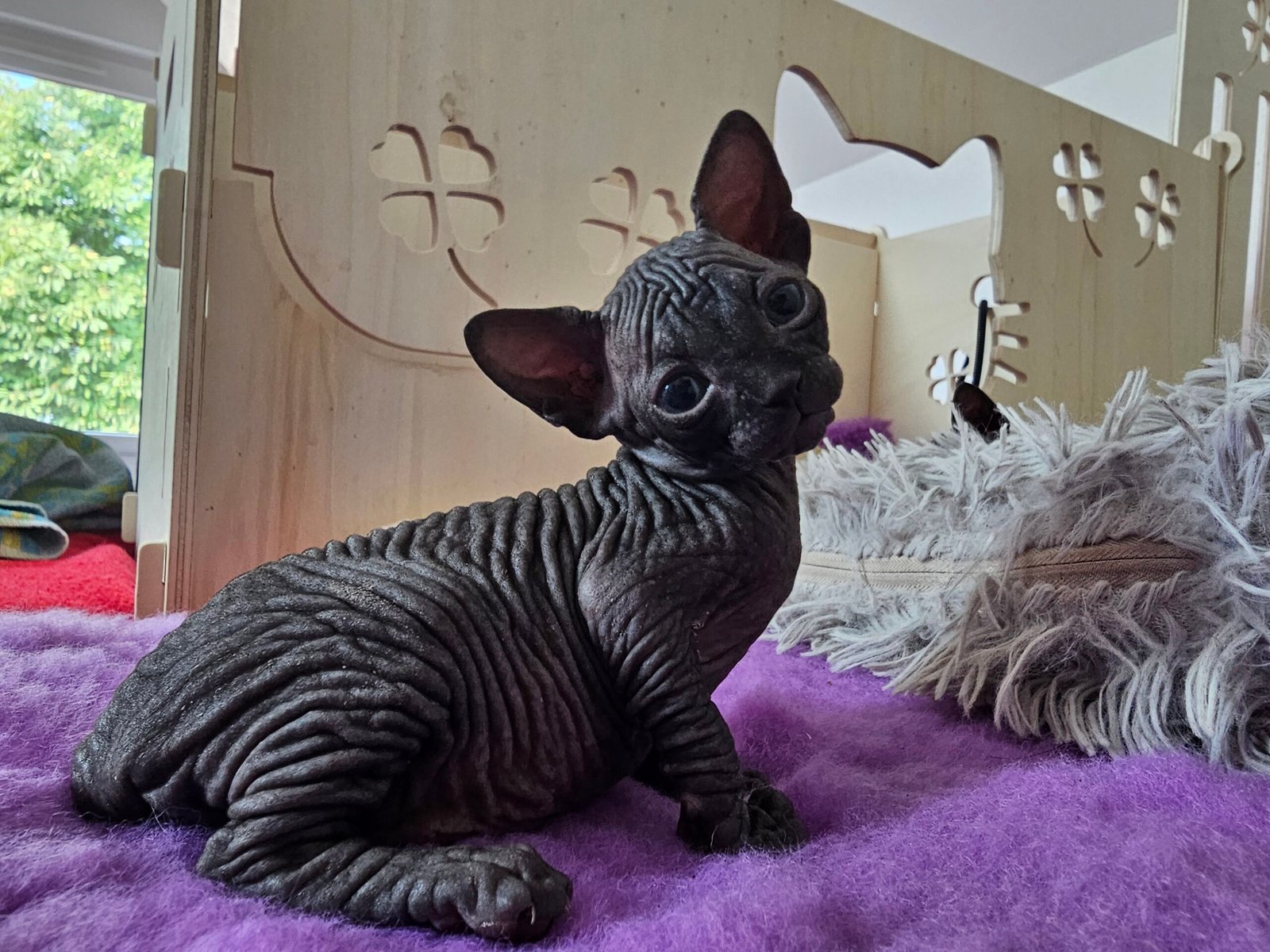 chaton sphynx LOOF
