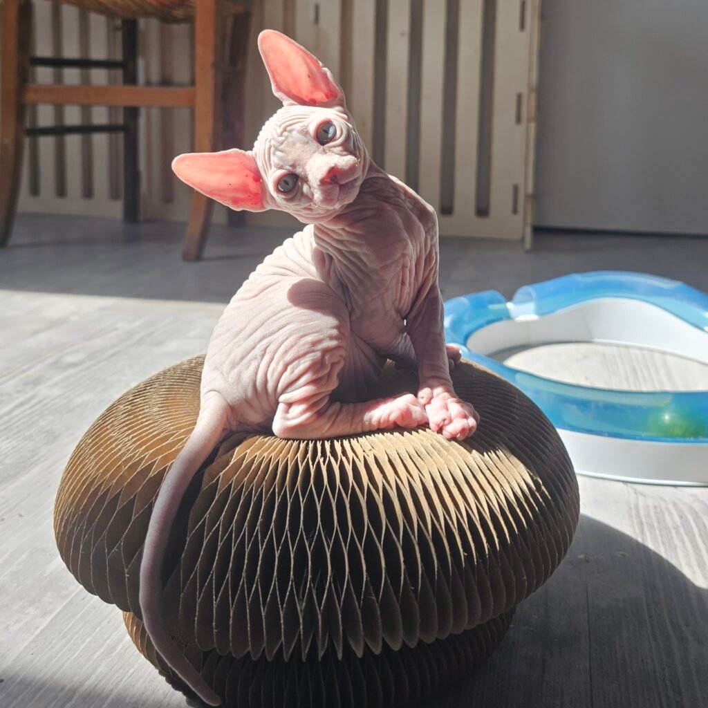 chaton sphynx LOOF né au Châchateau