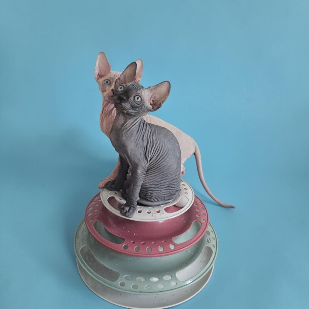 adopter un chaton sphynx