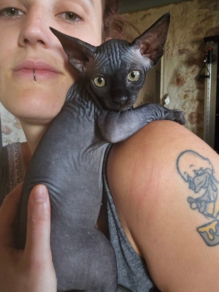 chaton sphynx LOOF