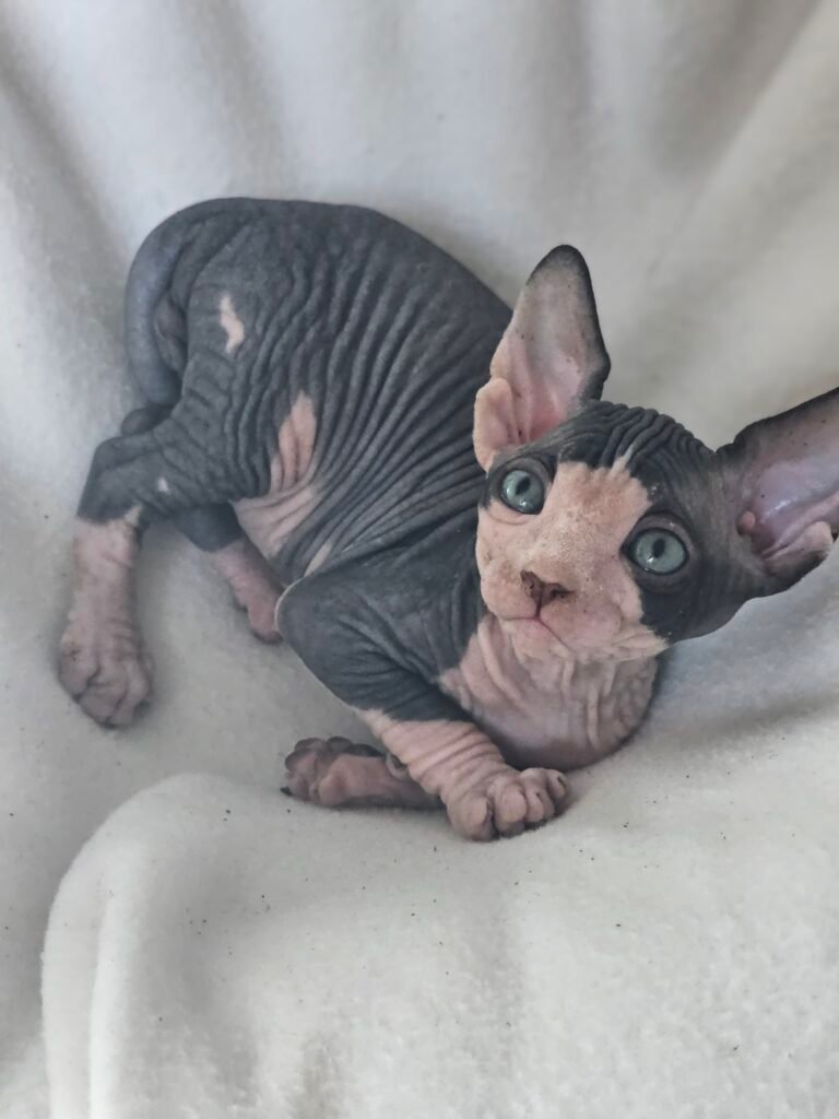 chaton sphynx LOOF