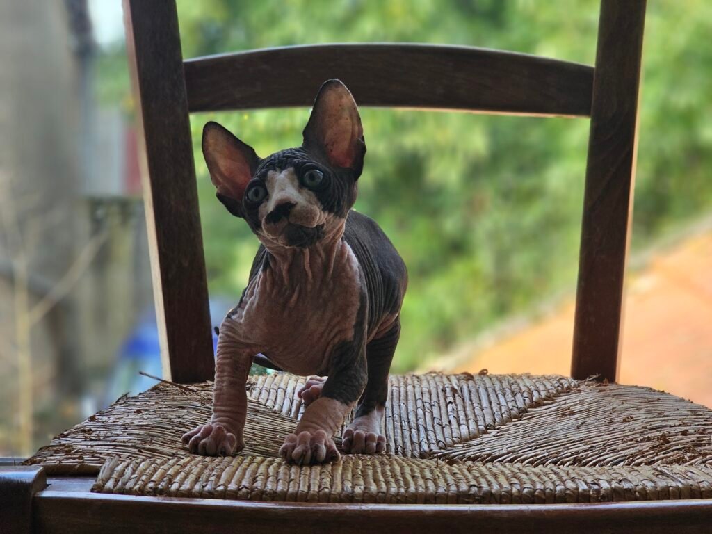 chaton sphynx LOOF