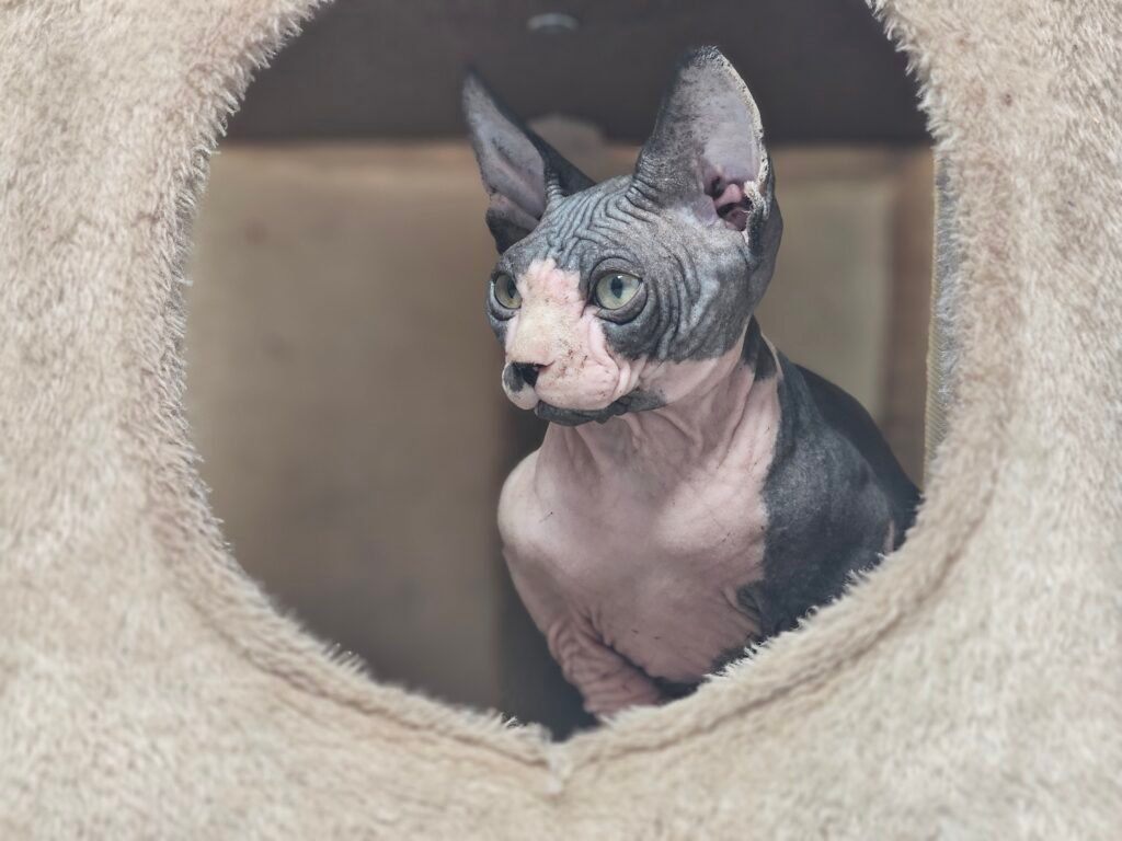chaton sphynx LOOF