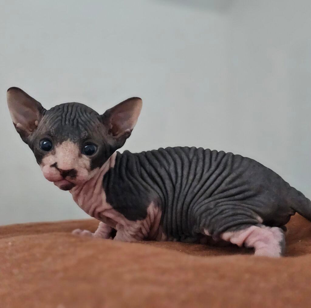 chaton sphynx LOOF