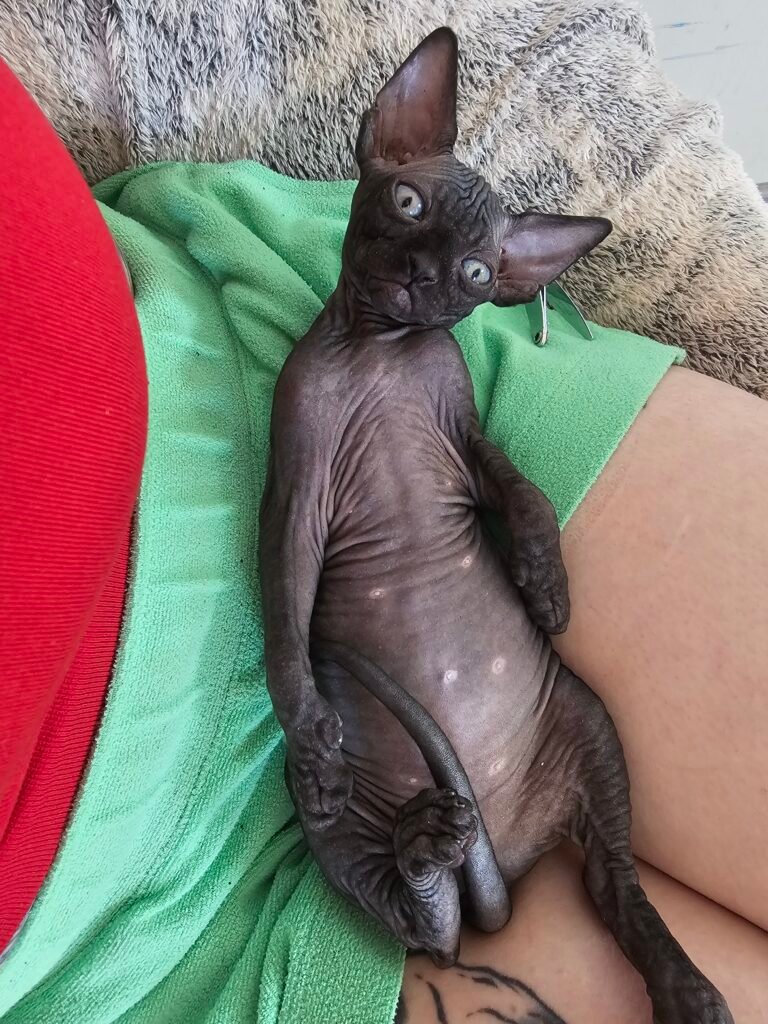 chaton sphynx LOOF