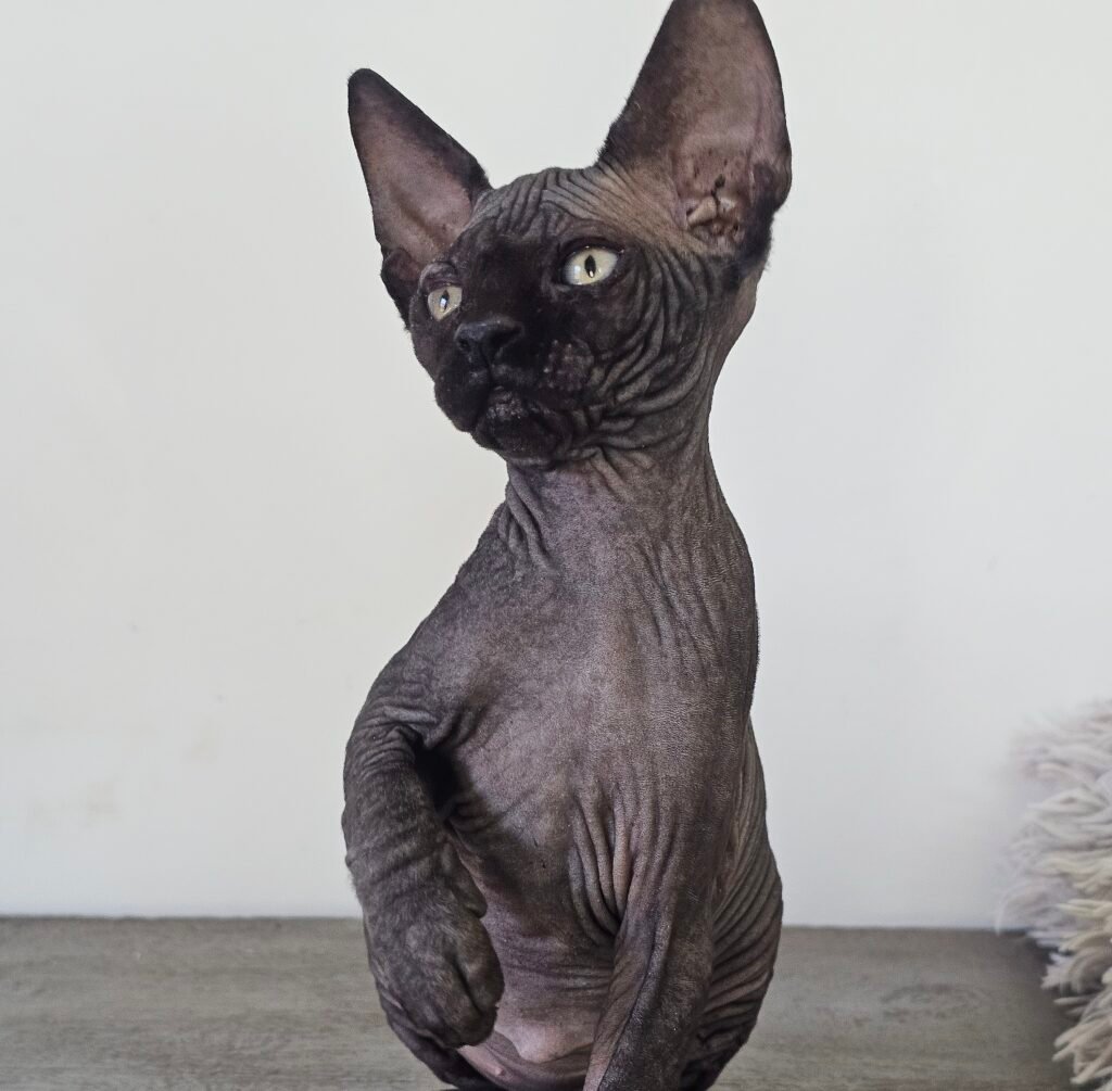 chaton sphynx LOOF