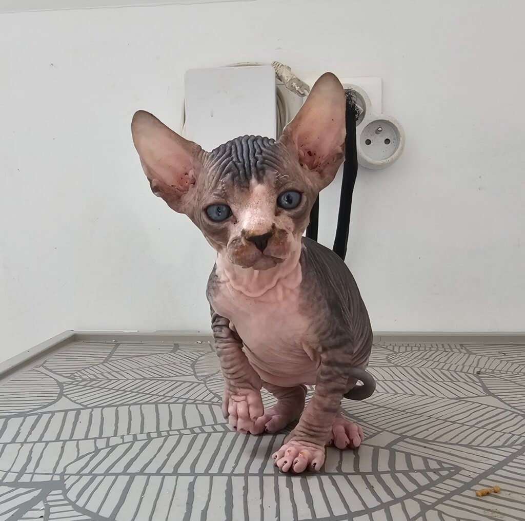 chaton sphynx LOOF