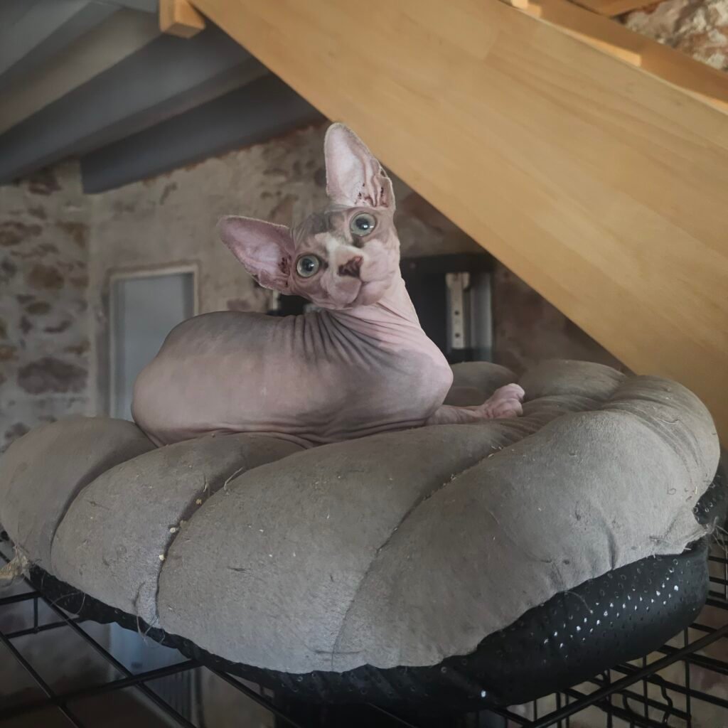 chaton sphynx LOOF
