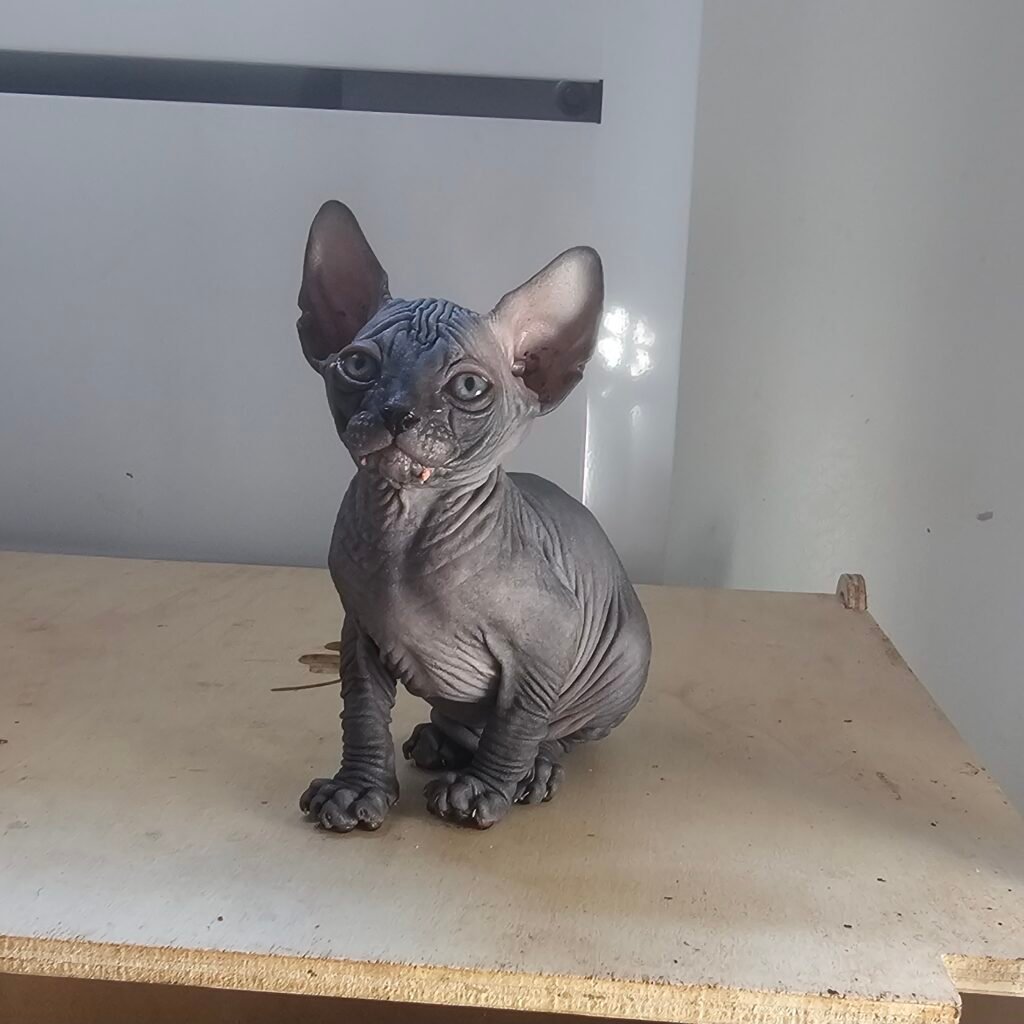 chaton sphynx LOOF