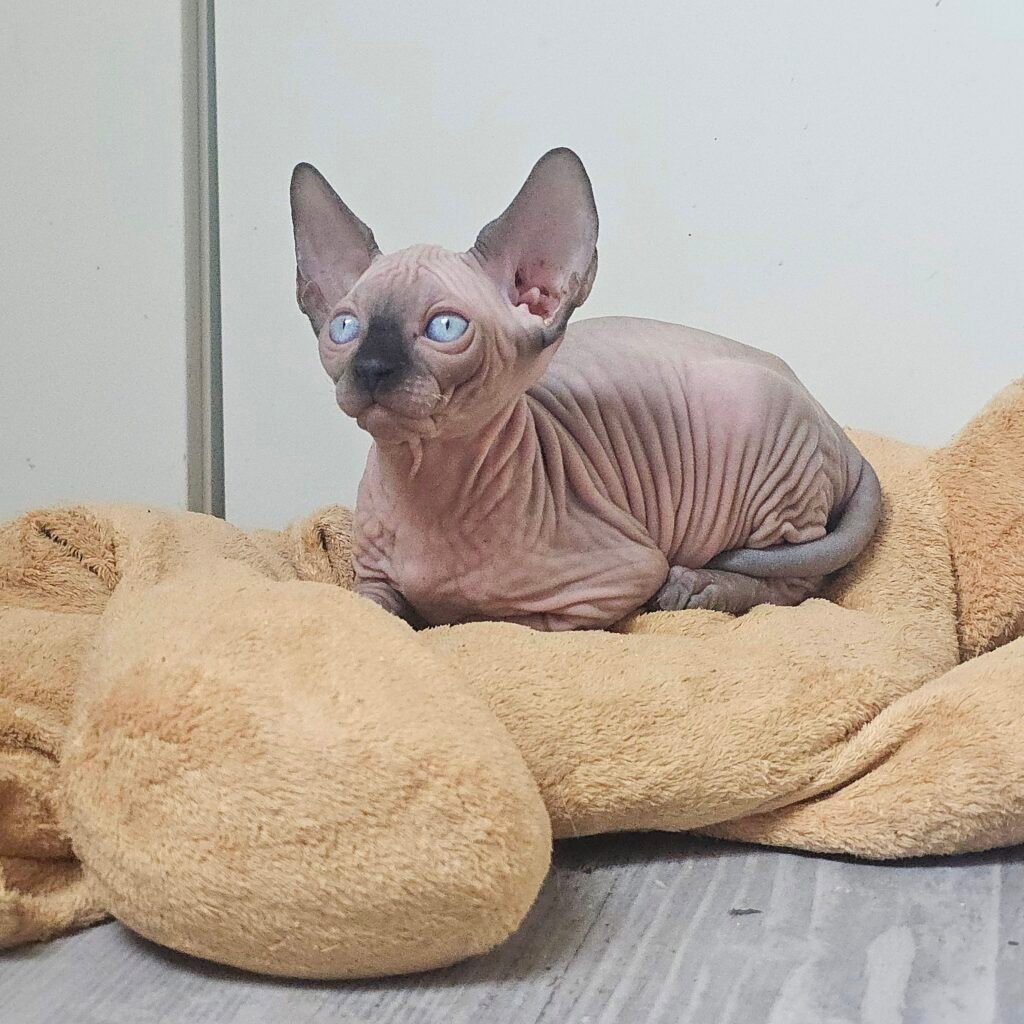 chaton sphynx LOOF