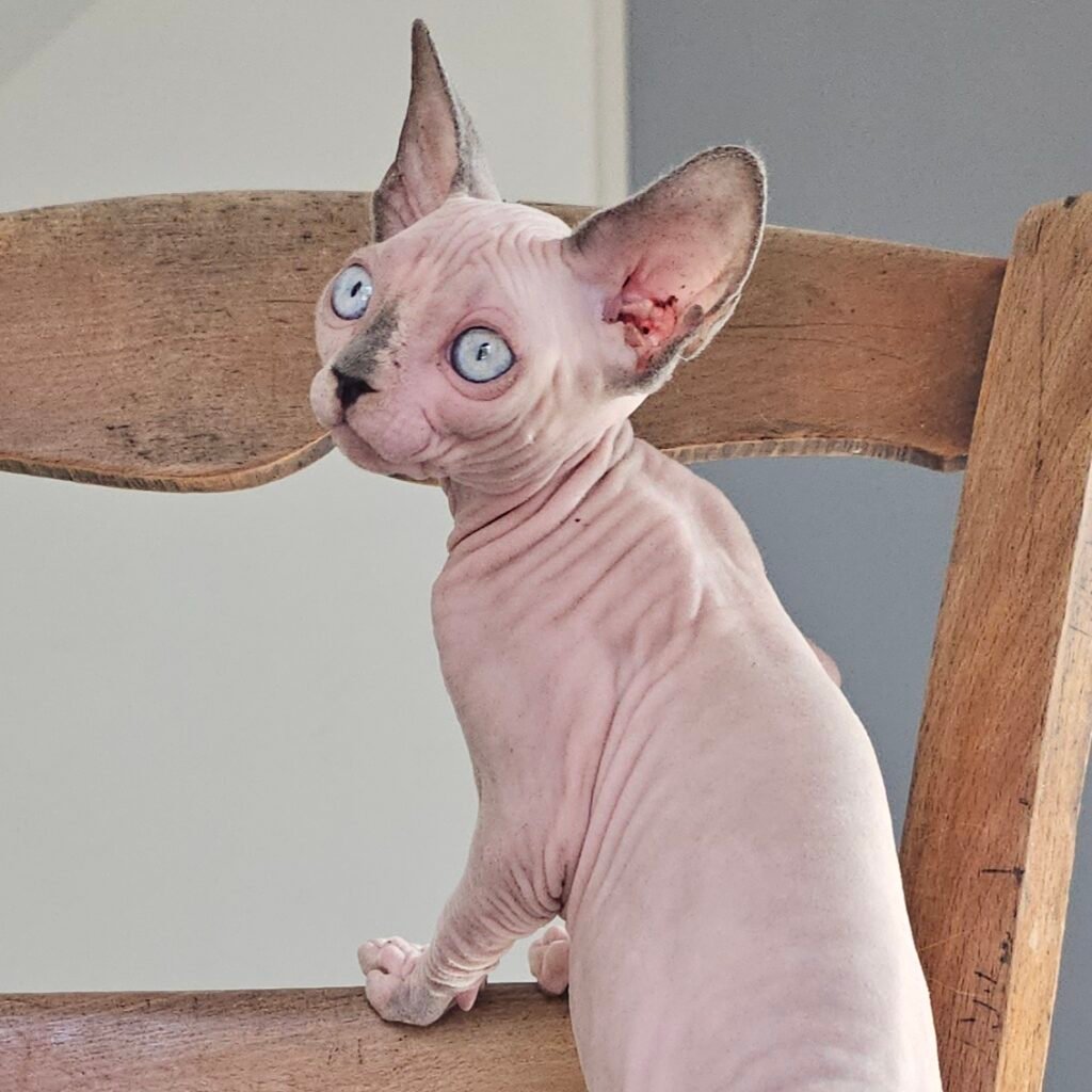 chaton sphynx LOOF