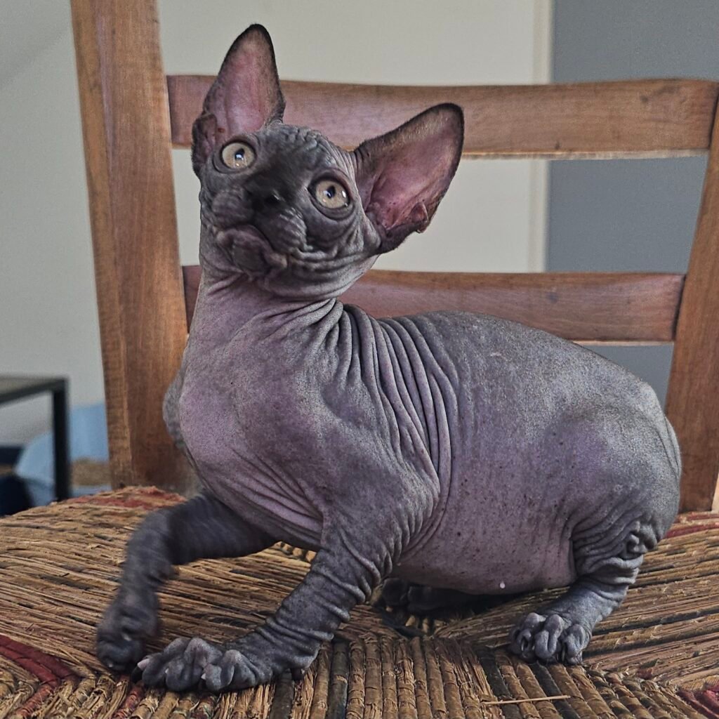 chaton sphynx LOOF